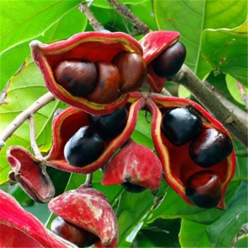 七流婉凤眼果树苗 苹婆树苗 果树苗当年结果果树苗 4年苗 80cm(含)-89