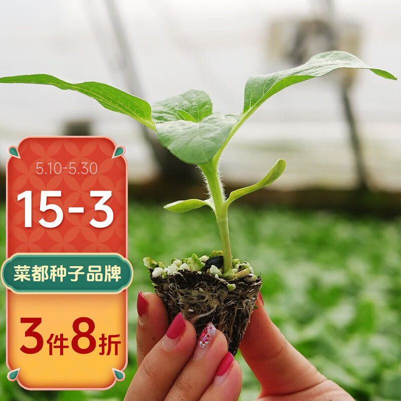 北蔬 向日葵种子高杆大头盆栽可食用葵花籽瓜子 食用向日葵苗 6棵