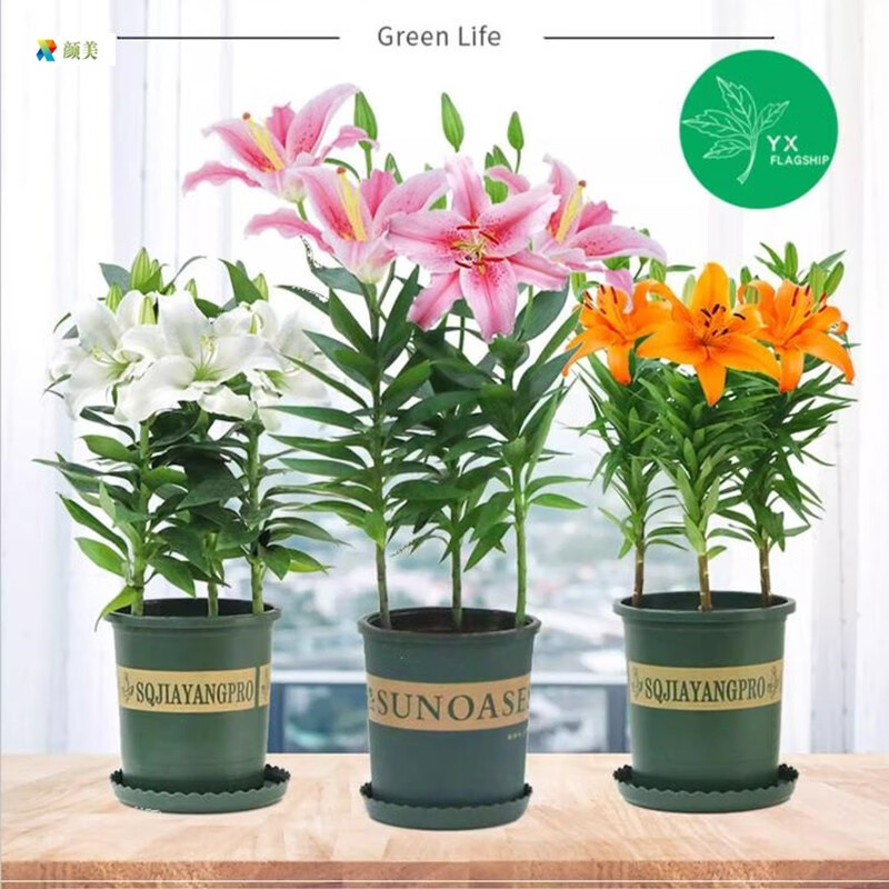 电商平台种球历史价格查询|种球价格比较