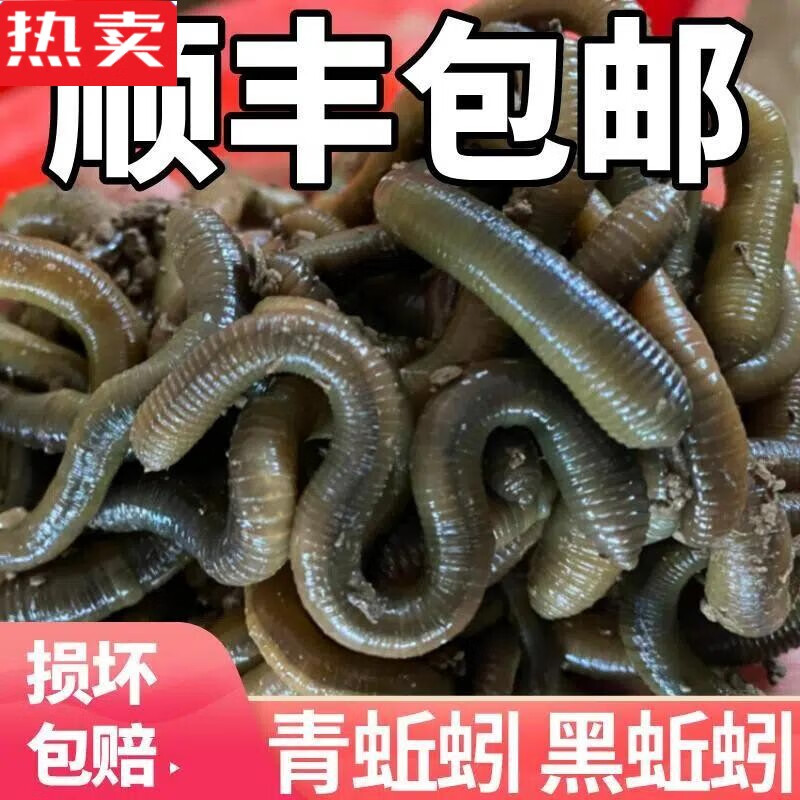 木兰旅钓鱼活饵鲜活黑蚯蚓钓黄鳝蚯蚓活体青蚯蚓特大臭蚯蚓地龙松土
