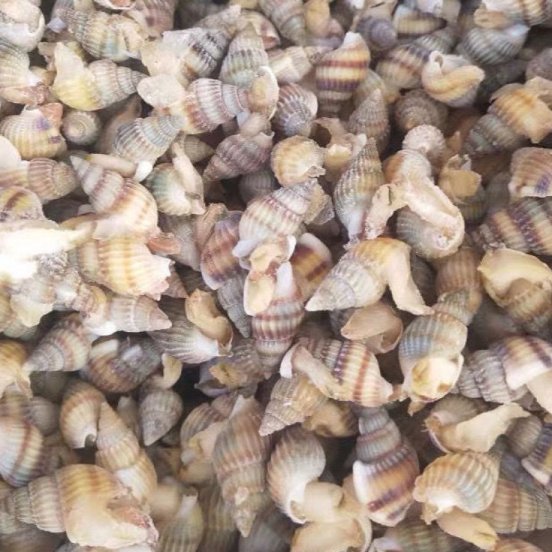 【冷藏发货】速冻尖螺海瓜子海螺丝新鲜钉螺冷冻海锥烧烤夜宵海鲜水产