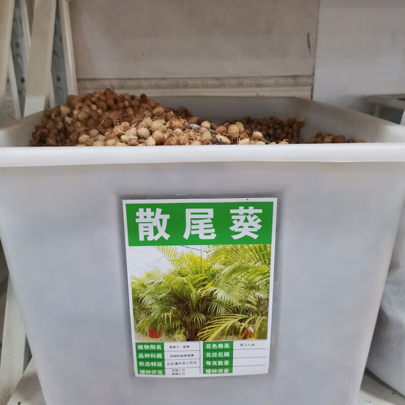 花之然散尾葵种子林木种籽国产散装四季多年生景观凤尾竹黄椰子观叶
