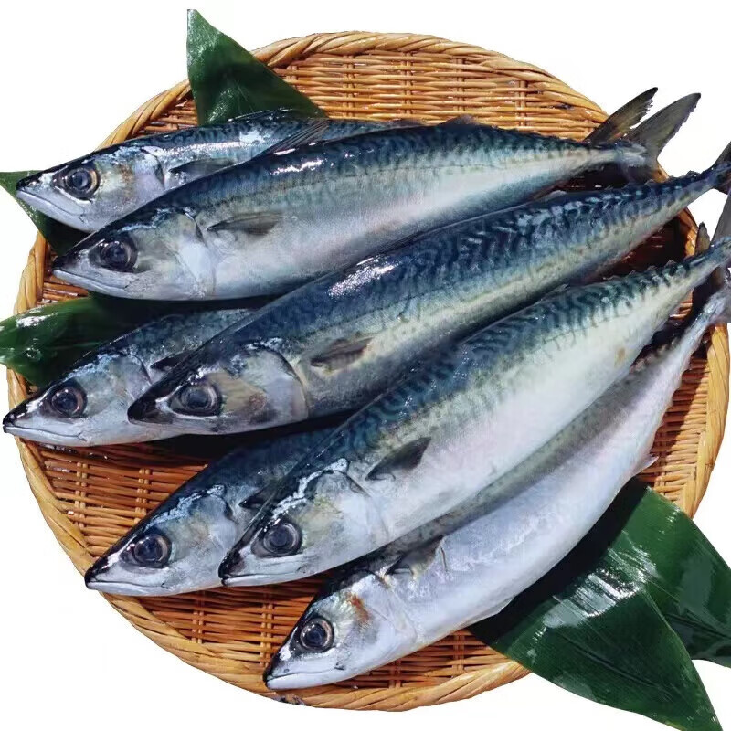 龙源鲜青花鱼鲐鱼 青占鱼小鲅鱼日料 1斤