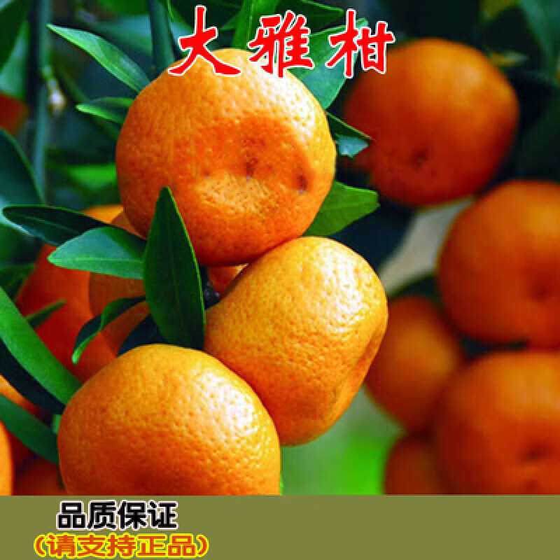 地艺正宗大雅柑1号果树苗 大雅杂柑嫁接苗 大雅柑橘 柑桔苗大雅苗 1年