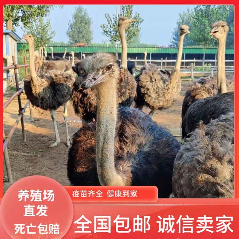 鸵鸟幼苗活体幼崽澳洲鸵鸟公母一对鸵鸟活苗宠物纯种非洲鸵鸟幼崽
