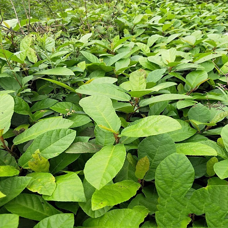 贵州草药野地瓜藤地枇杷中药材地石榴地板藤采挖藤叶晒干泡水500g