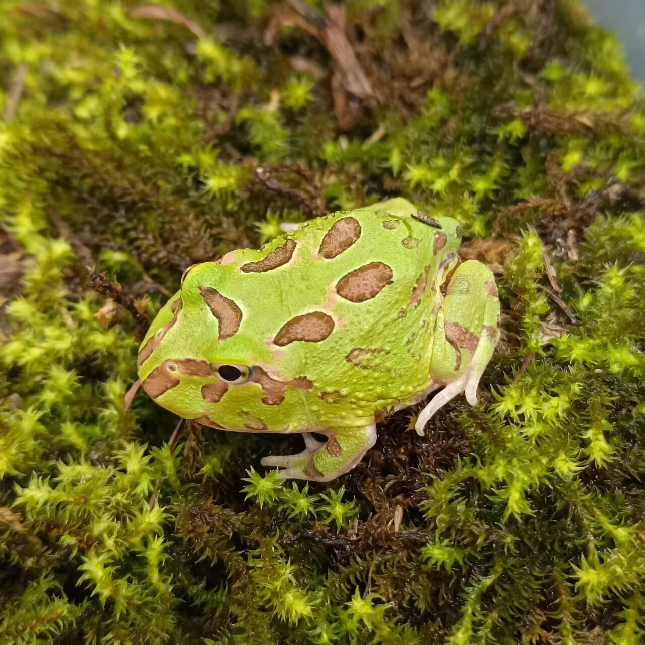 大个体南美角蛙宠物青蛙小丑蛙姥爷树蛙霸王黄金绿角波子蝴蝶角蛙 5cm