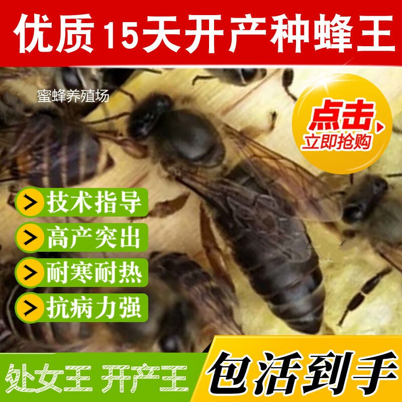 晴文 中蜂蜂王高产蜜蜂活体产卵王双色杂交交尾黑色王 大力处女王使用感如何?