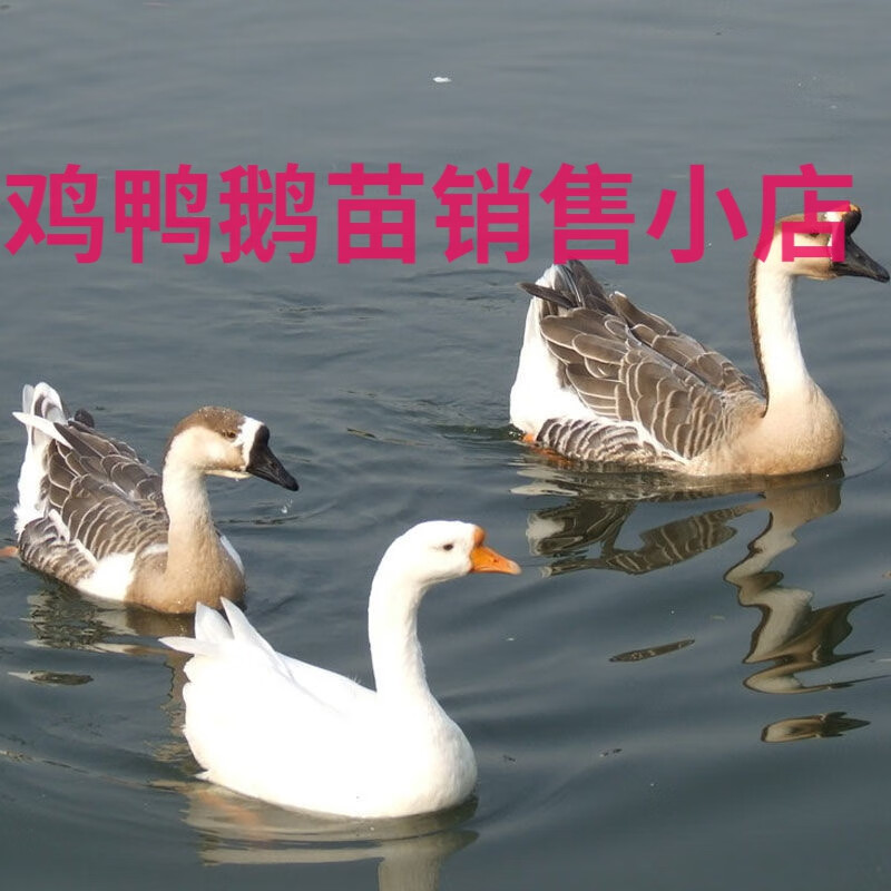 一斤鵝苗四季大白鵝活苗脫溫產蛋王草鵝半大鵝仔半大鵝仔包活到家