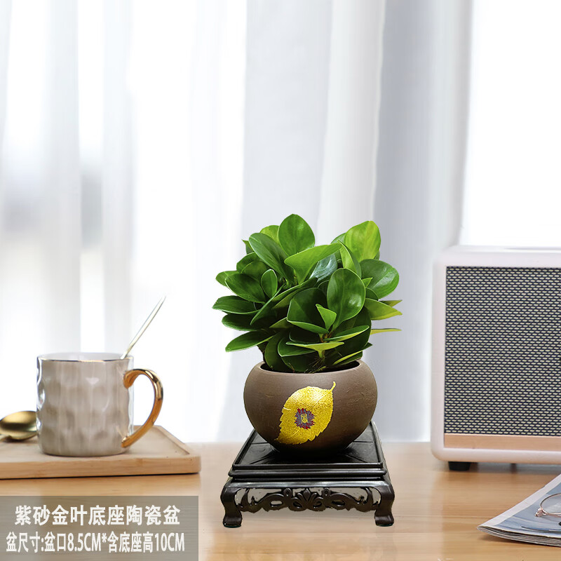 小冤家豆瓣綠碧玉中式陶瓷盆花卉綠植桌面小盆栽室內(nèi)凈化空氣觀賞辦公室 碧玉、紫砂金葉陶瓷盆+底座+肥料