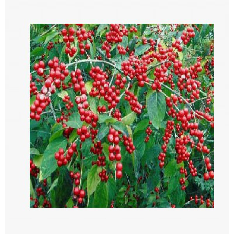 姒桀北方庭院耐寒树木庭院开花苗 出售花木红果 ,金银木树苗大小规格