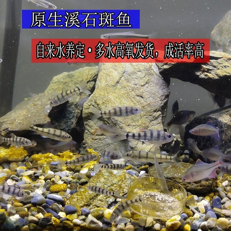 好养冷水原生观赏鱼小型淡水溪流石斑鱼光唇鱼活体群游中底层包活 8-10厘米溪石斑6条包活5条