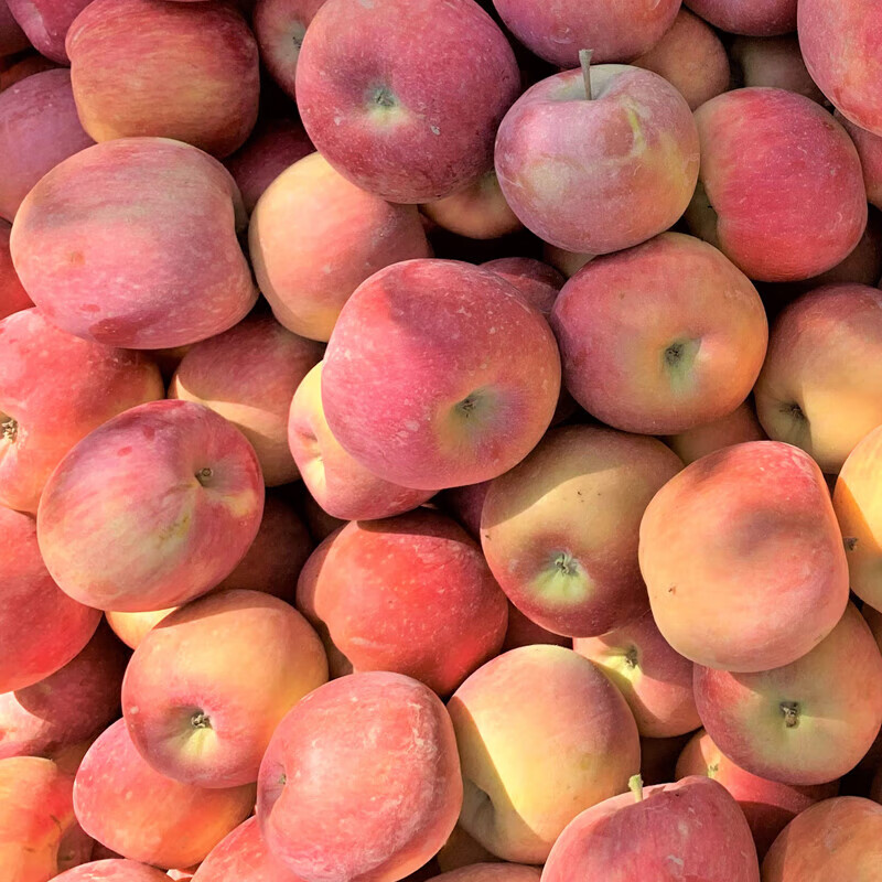 丑禾膜袋丑苹果脆甜新果正宗洛川苹果水果源头直发健康轻食整箱包邮 新疆冰糖心苹果 超值净重4.5斤（单果145g起）