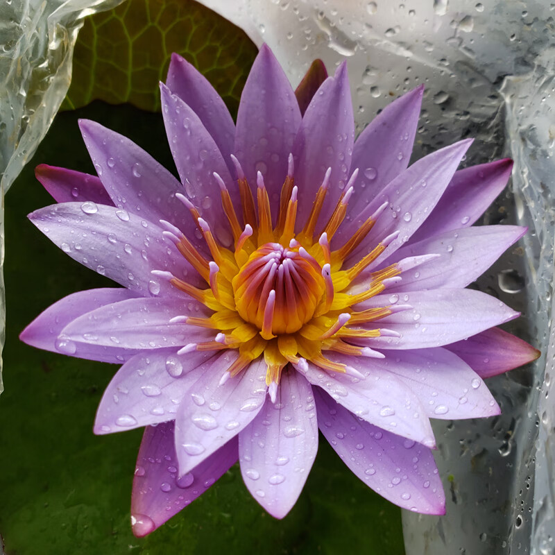 睡莲带花苞水培植物四季开花荷花莲花水养阳台庭院池塘花卉盆栽ns