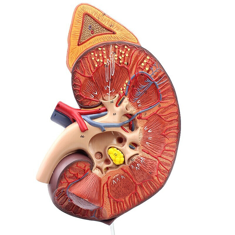 肾脏肾上腺模型肾解剖泌尿模型生殖泌尿科肾模型肾内科肾 肾脏模型