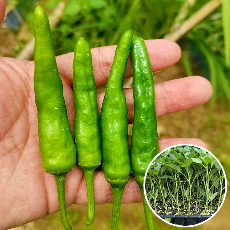 寿禾 美人椒辣椒苗秧苗种苗辣椒树种子树苗一年四季活苗香辣批发 樟树