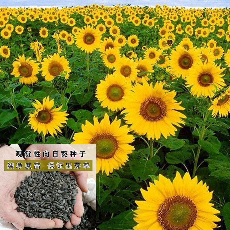 观赏食用切花向日葵花种籽葵花籽油葵矮杆室内外盆栽 观赏向日葵10克