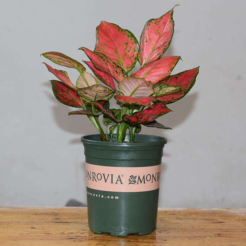 春花妙意如意皇后盆栽吉利红植物办公室桌面土培四季好养好寓意花卉