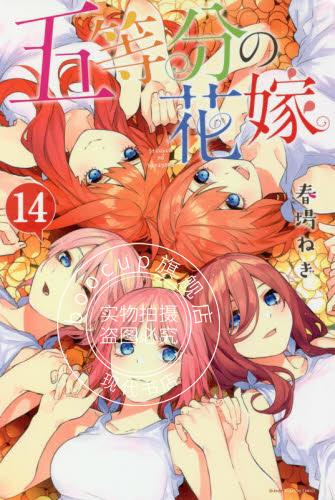 现货 进口日文 漫画 五等分的新娘 五等分の花嫁 14