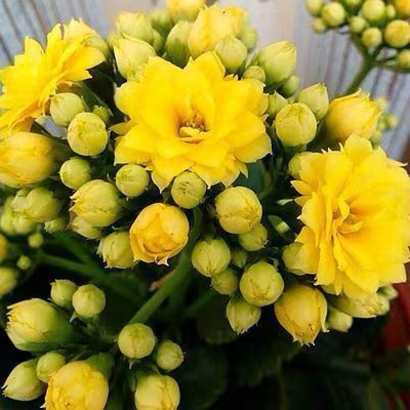 【带花苞发货】长寿花盆栽重瓣花卉绿巴黎花苗多肉植物室内美化环境四