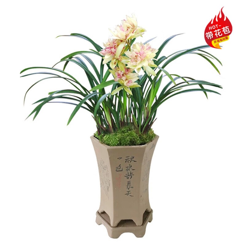 现带花苞出售 建兰四季兰 青山 客厅室内花卉 富山奇蝶4苗连体带2花芽