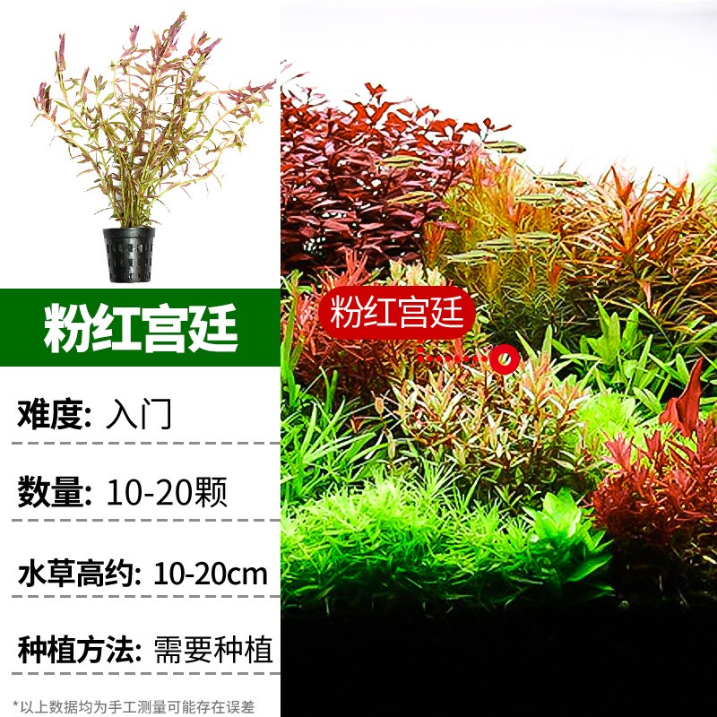 鱼缸造景水草鱼缸水草活体造景套餐真水草鱼草水兰 【后景】 粉红宫廷