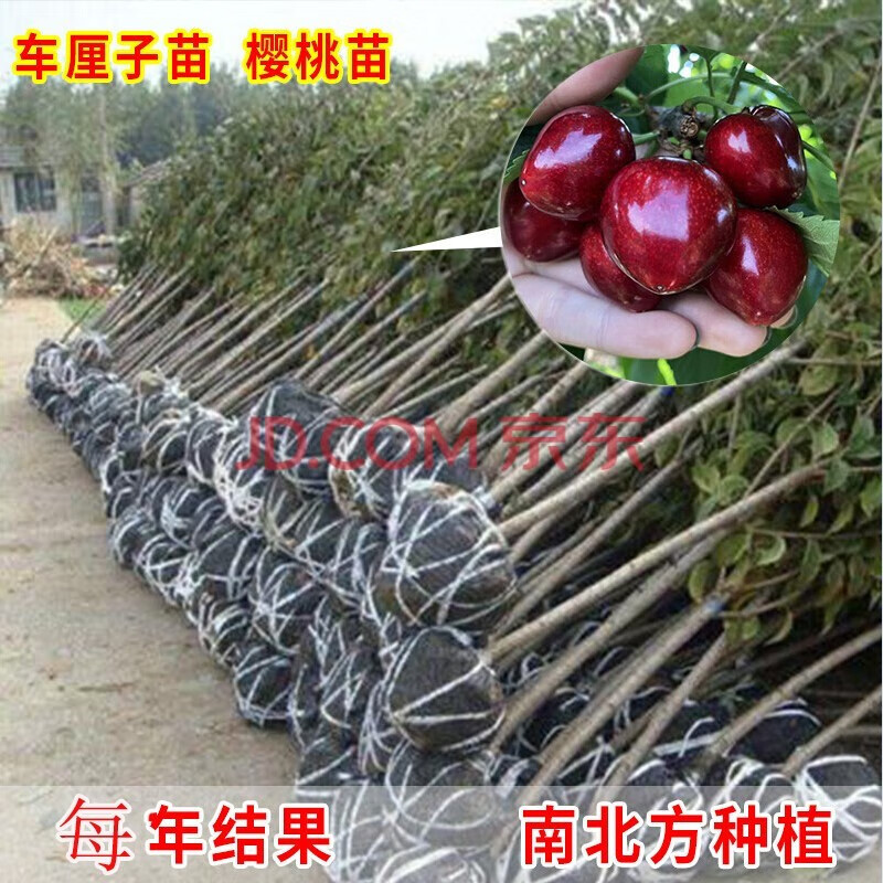huahuiyou车厘子樱桃树 大果树果苗 果树苗北南方种植樱桃苗 2年苗
