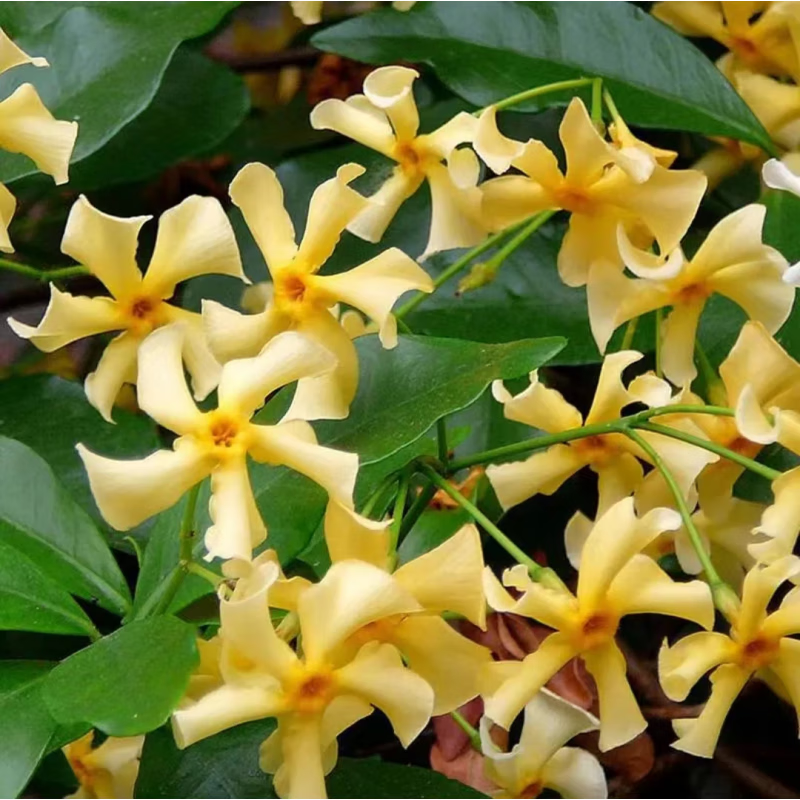 新品种爬藤耐寒花卉四季常青花期长 黄色托斯卡纳之星20-30厘米高当
