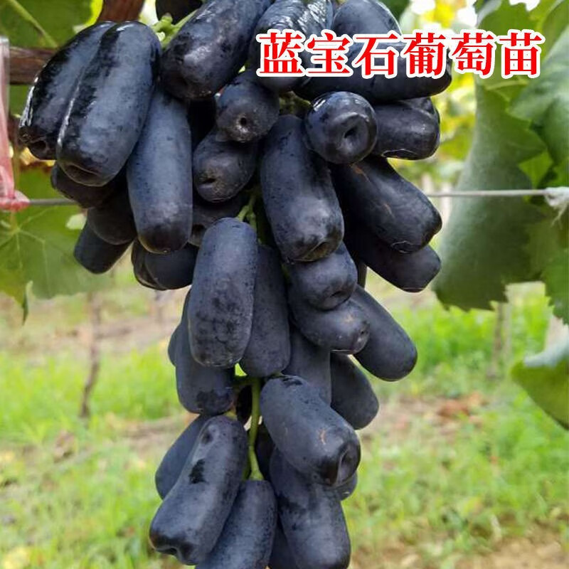 葡萄盆栽 庭院爬藤果树苗盆栽地栽葡萄苗苗当年结果南方北方种植 富士