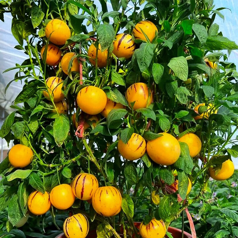 北蔬 人参果树苗种子南方盆栽果树种植 人参果苗 3盆