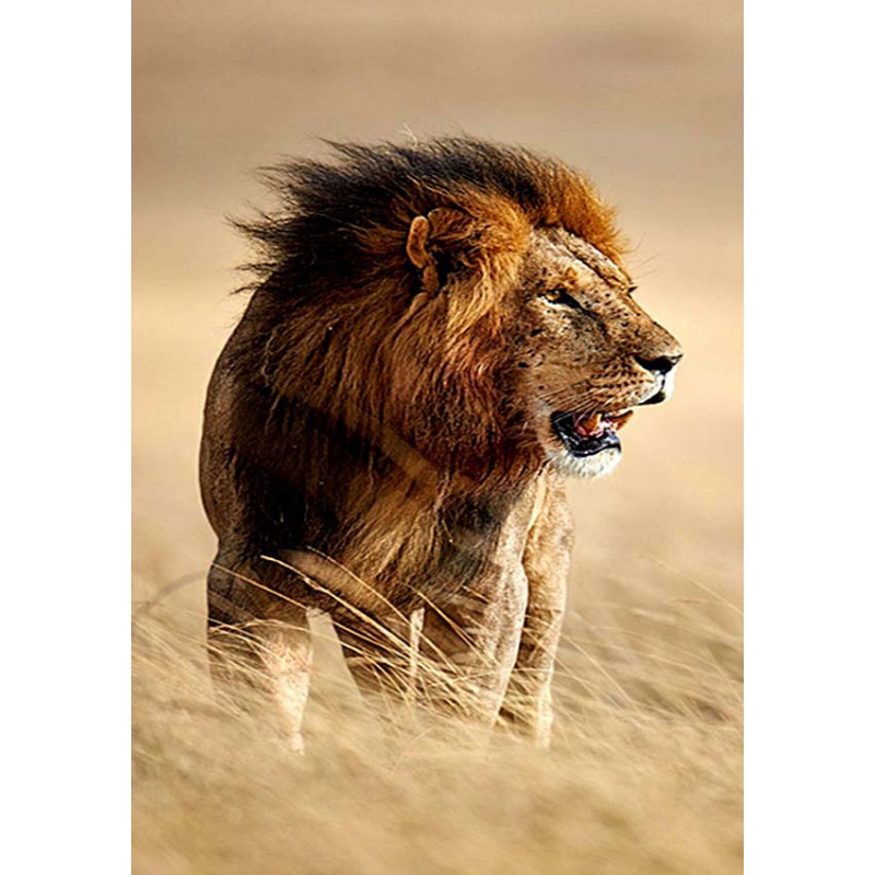 狼天影  狮子海报墙贴画动物非洲雄狮猛兽简约宿舍墙上床头贴纸可定制