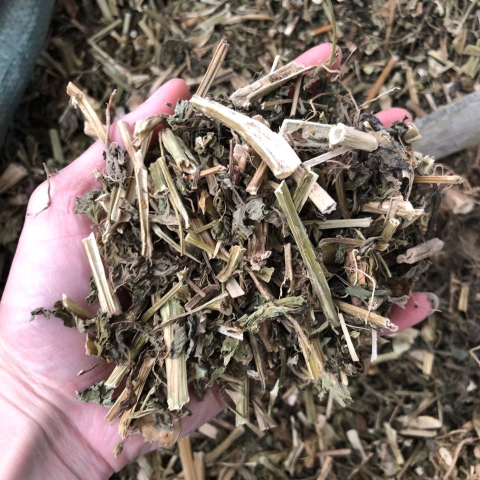 伟博灯笼草 中药材500克 断血流 鬼灯笼 苦灯笼 山藿香 走马灯笼草