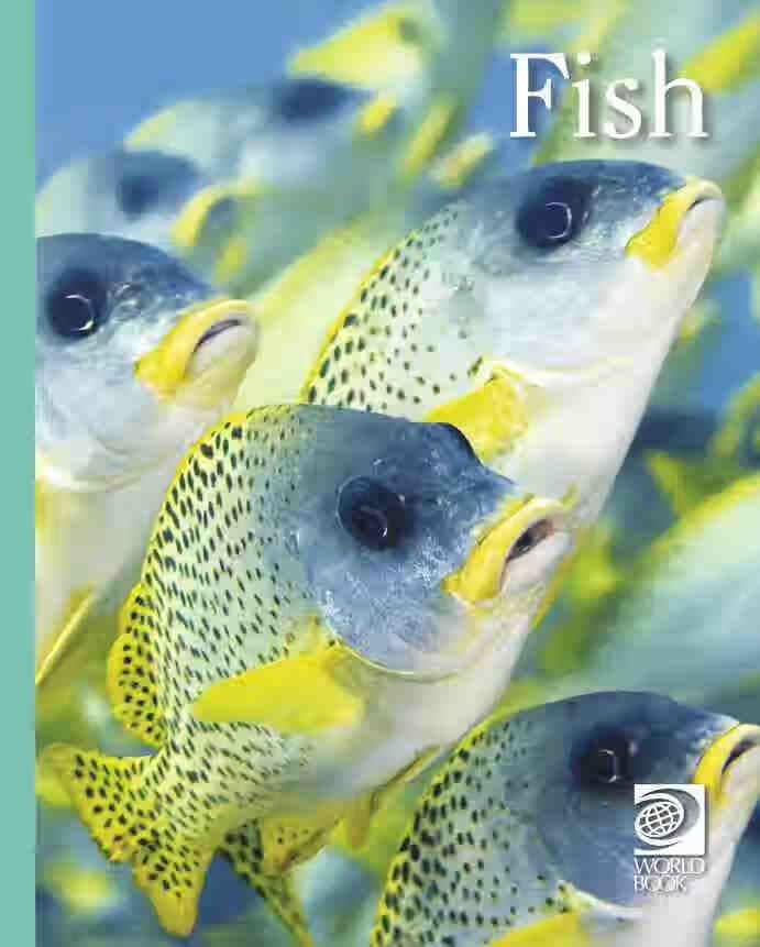 预售 按需印刷Fish