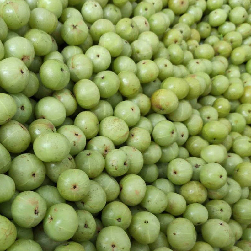 现摘现发潮汕油甘果新鲜余甘子滇橄榄孕妇水果油柑子果牛甘果 现摘2斤