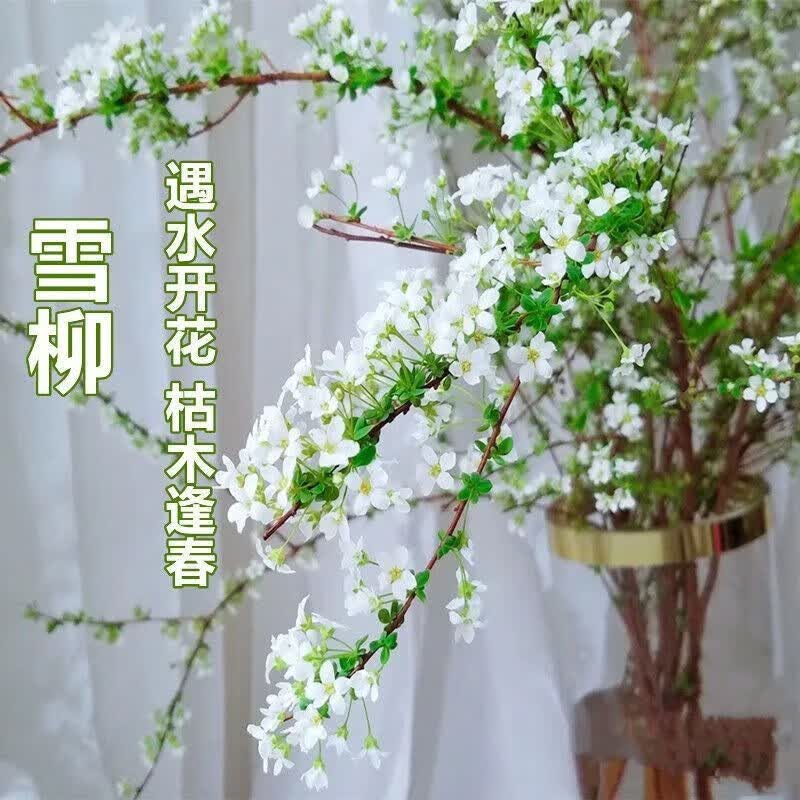 菲脂美妆工具 雪柳枯木逢春干枝遇水开花水培花懒人植 40公分 10支装高性价比高么？