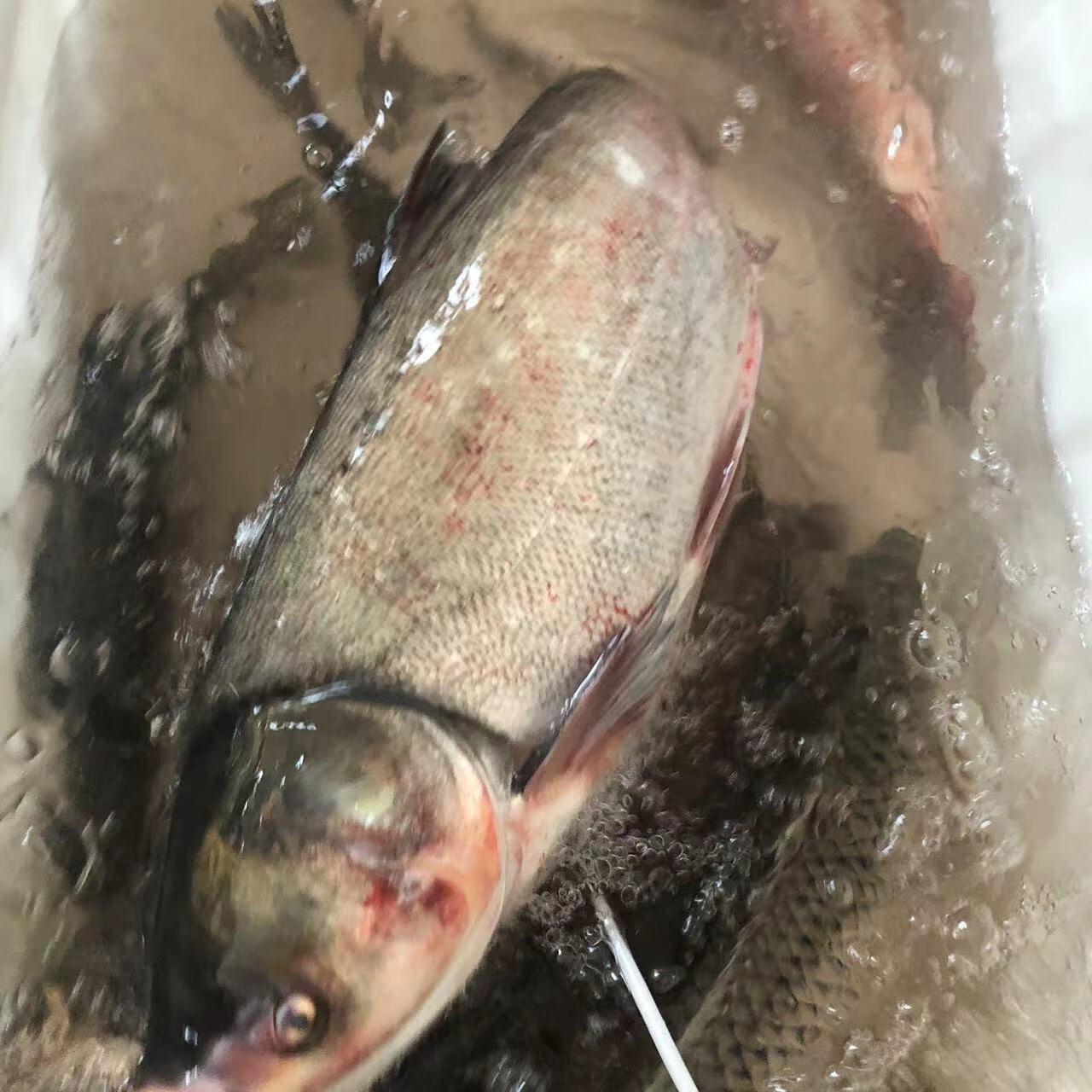 i东北黑龙江乌苏里江抚远特产鱼开江大鱼白鲢鱼顺丰 5斤 0g