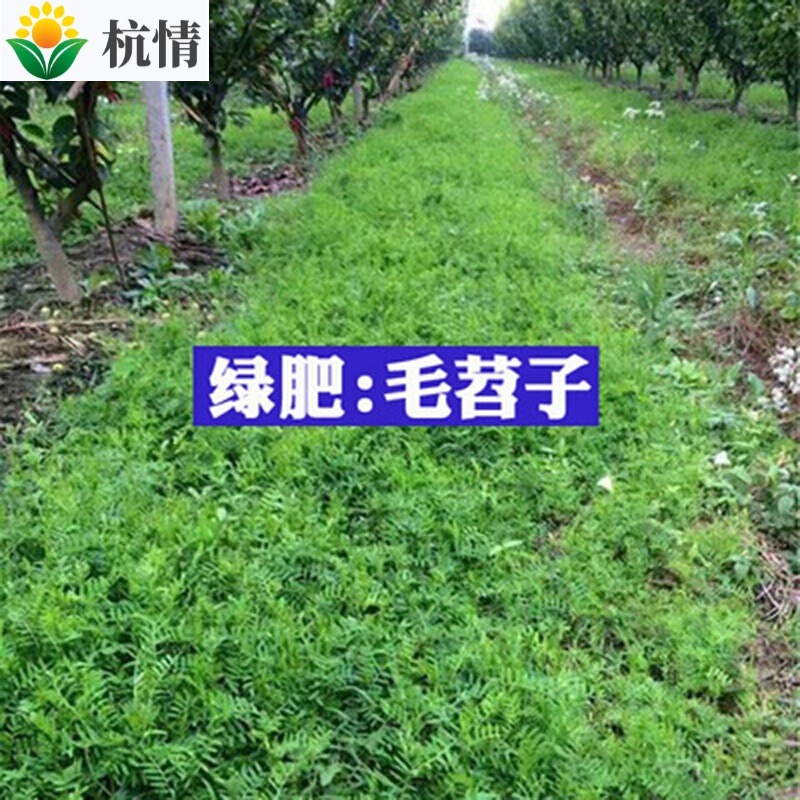 果园绿肥种子光叶紫花苕长柔毛野豌豆毛苕子田菁 鼠茅草 紫花苜蓿