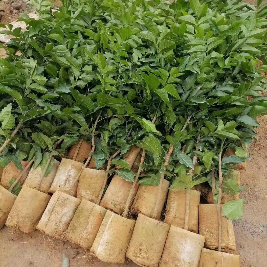 郁南无核黄皮果树苗鸡心黄皮冰糖黄皮三年树苗提供技术包种活 无核