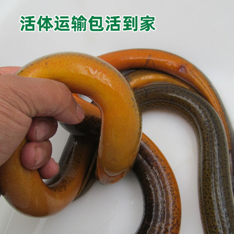 活体农村长鱼黄鳝鱼盘鳝野河现捕鲜活鳝鱼段鳝片鳝丝 半斤尝鲜(5到7条