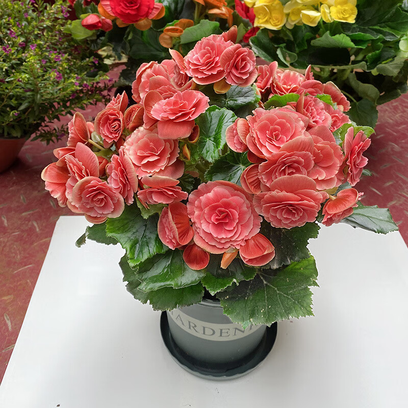 植男植女丽格重瓣海棠花盆栽四季开花室内花卉阳台花苗植物大叶海棠带