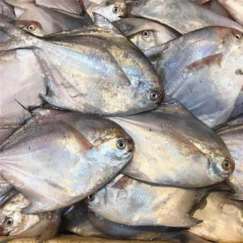千船良品 银鲳鱼新鲜冰鲜冷冻鲳鱼海鲳鱼小平鱼扁鱼 银鲳鱼5斤
