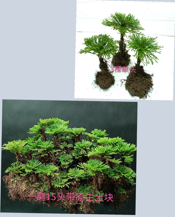 卉双卷柏九死还魂草盆景假山吸水石造景绿植物花卉好养室内小盆栽t08