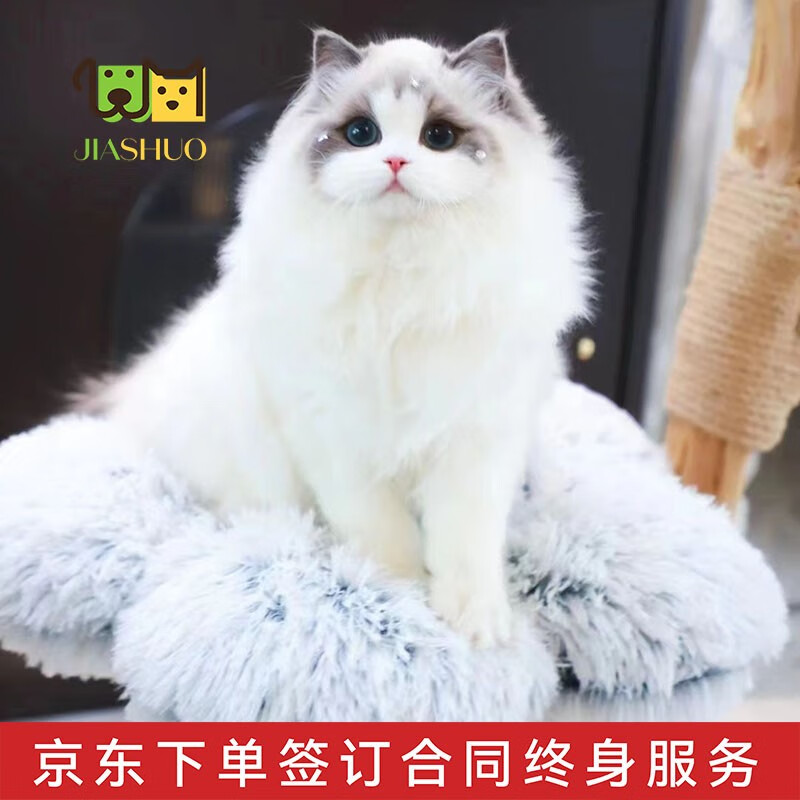佳朔 布偶猫活体幼猫海蓝双色宠物猫咪活体签合同终身饲养售后指导