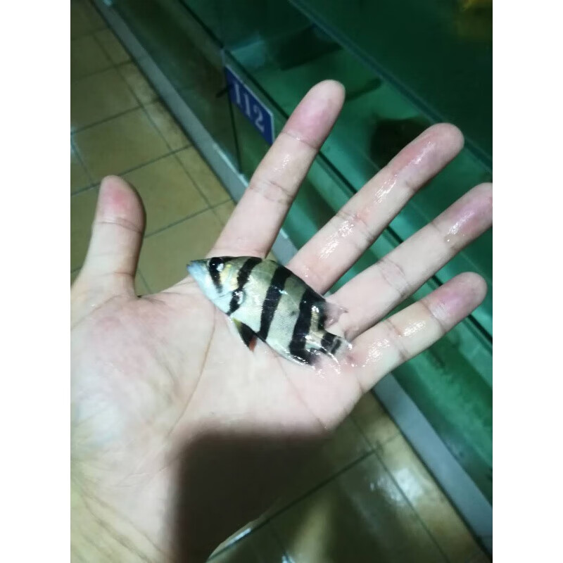 泰北虎鱼活鱼苗泰国三纹虎鱼印尼虎鱼苏虎四纹苏门答腊虎鱼观赏鱼
