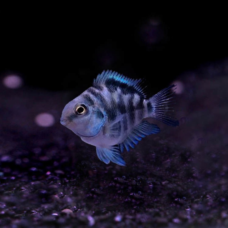 迷你鹦鹉鱼冷水鱼小鱼苗种鱼一对鱼卵可繁殖精品耐养的白金活鱼 宝蓝1