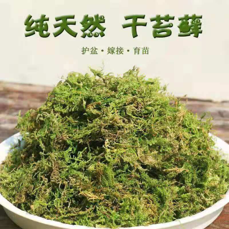 shxi天然干苔藓青苔草水苔鲜活蝴蝶兰铁皮石斛专用营养土爬宠  100克