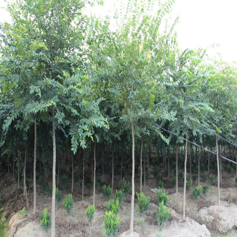 拆迁占地苗工程绿化苗庭院行道树苗朴树苗 朴树树苗 朴树小苗 1公分粗