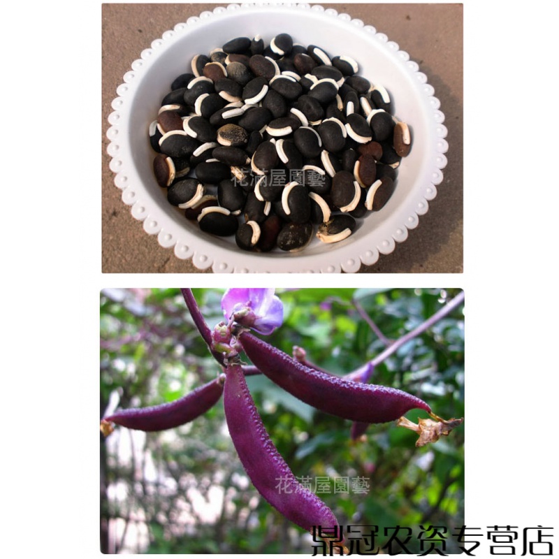 四季播种菜籽种大全 春季籽子阳台农家蔬菜种子套餐 红梅豆/紫梅豆20