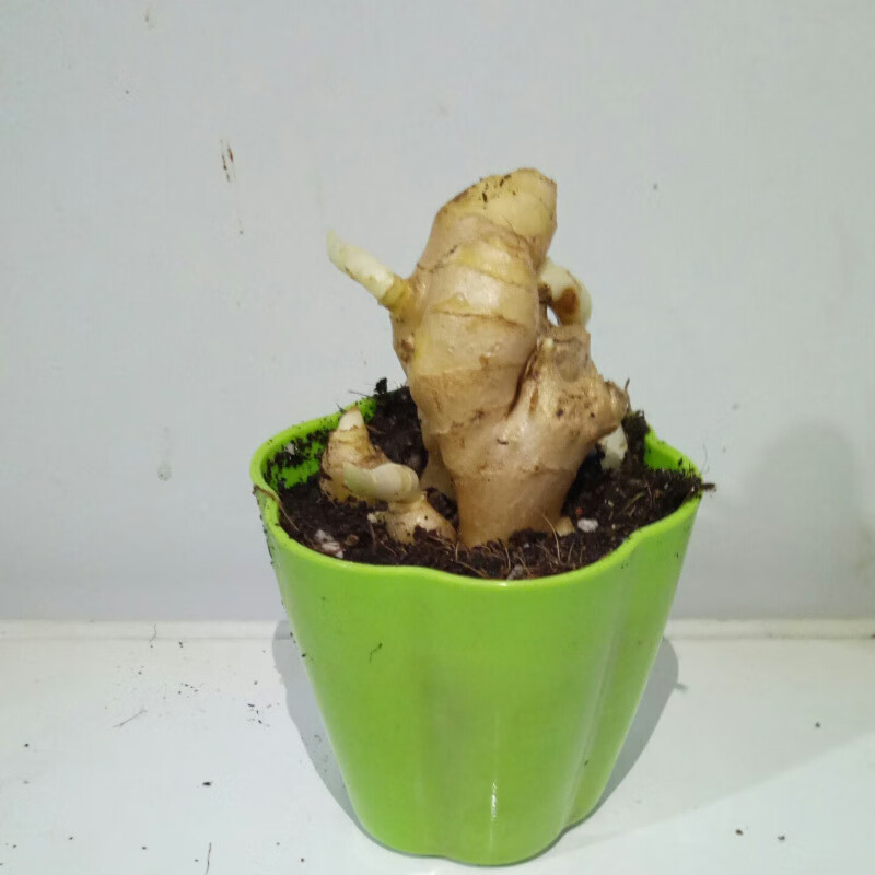 落沙园幼儿园植物角小盆栽生姜栽生姜种子苗已发芽幼儿园学生观察日记