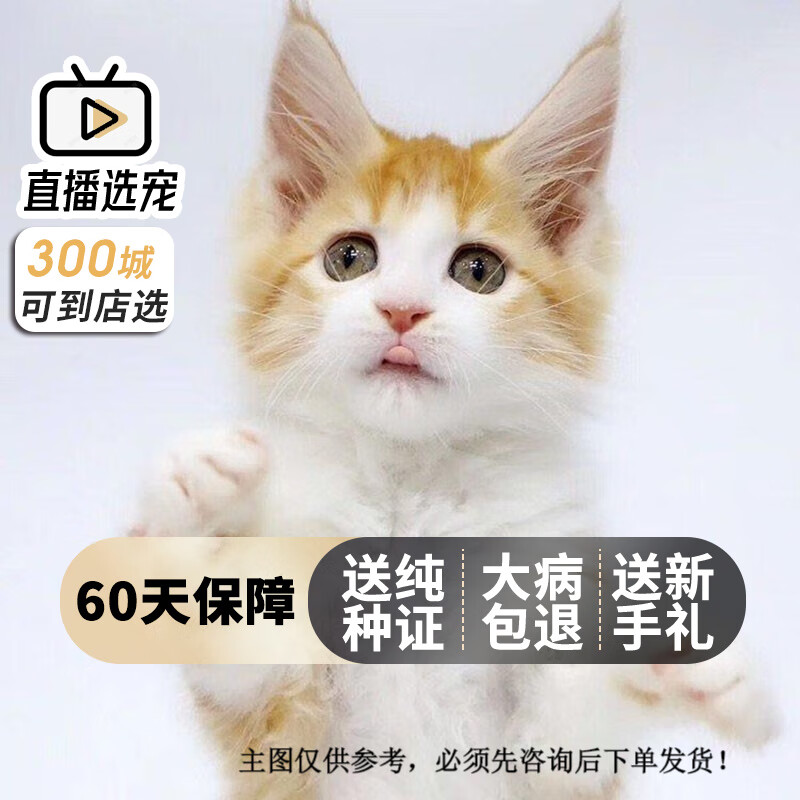 旺狗财猫缅因猫幼猫幼崽活体活物缅因猫幼体纯种宠物猫缅因猫 宠物级